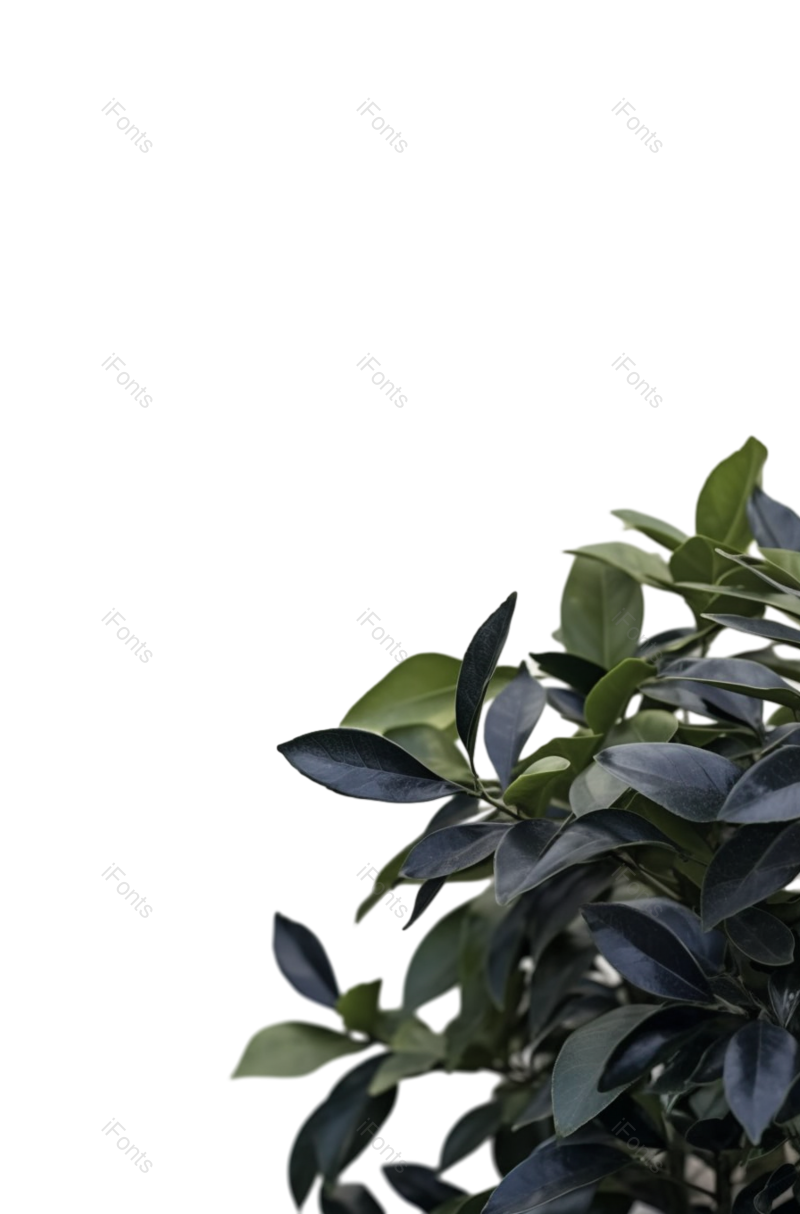 叶子图片,清新元素,摄影PNG,白色背景免抠素材